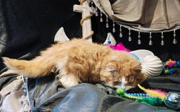 British Longhair cats for sale: Cinnamon bi colour longhair,fawn Shorthair  - Image 34