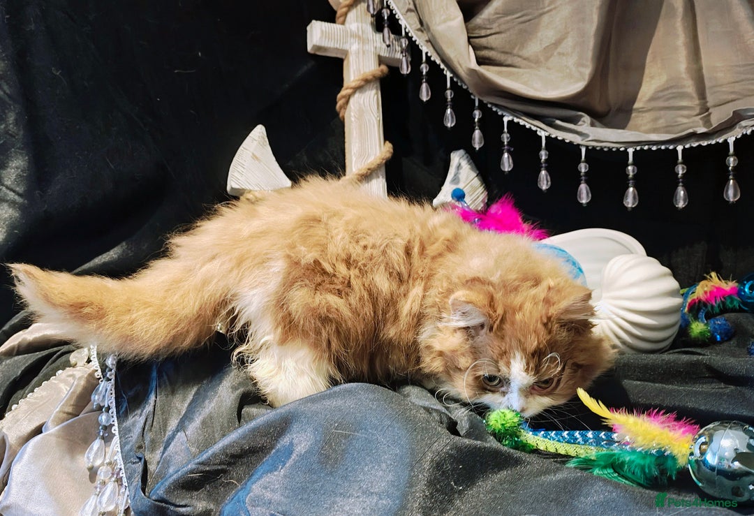 British Longhair cats for sale: Cinnamon bi colour longhair,fawn Shorthair  - Image 34
