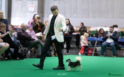 Chihuahua dogs for stud: Husky Marked Thai import Chihuahua Stud - Image 3