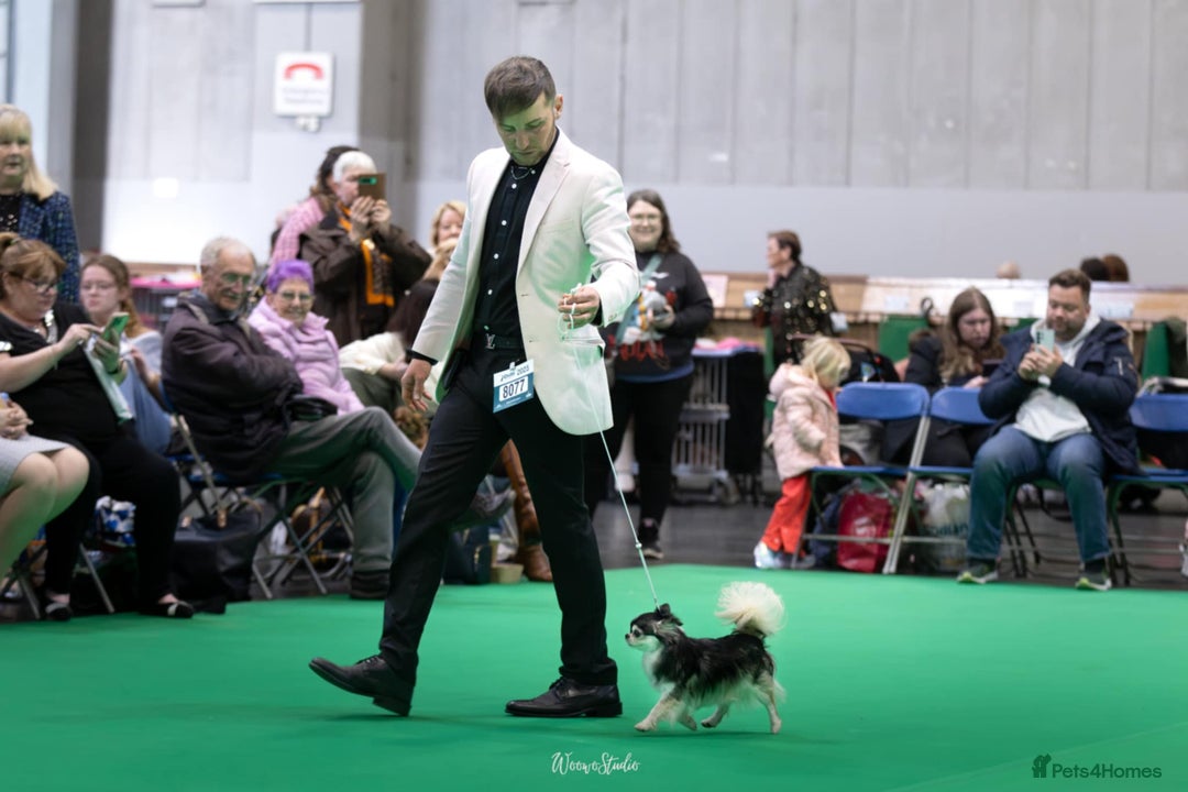 Chihuahua dogs for stud: Husky Marked Thai import Chihuahua Stud - Image 3