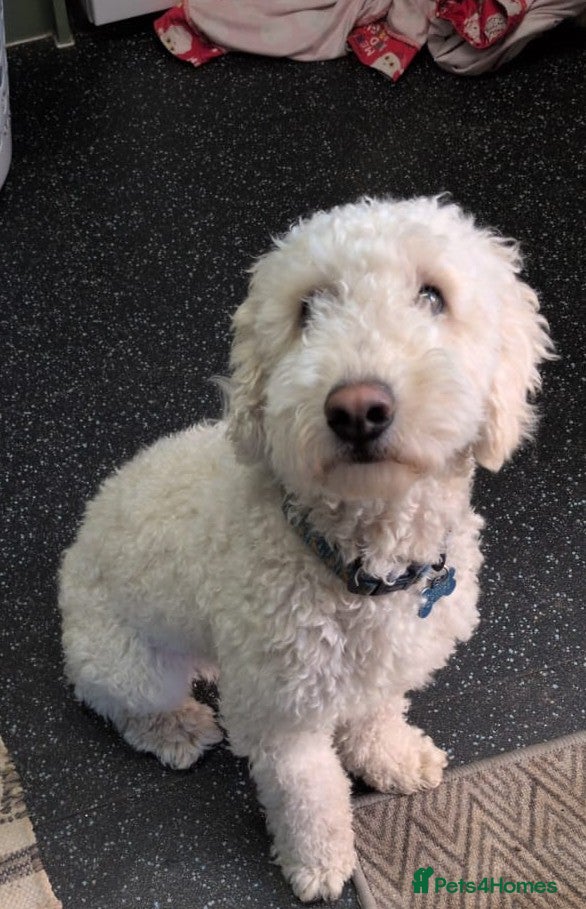 Sproodle dogs 1 year old Male sproodle for sale - Advert 7