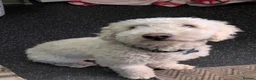 Sproodle dogs for sale: 1 year old Male sproodle for sale - Advert 1