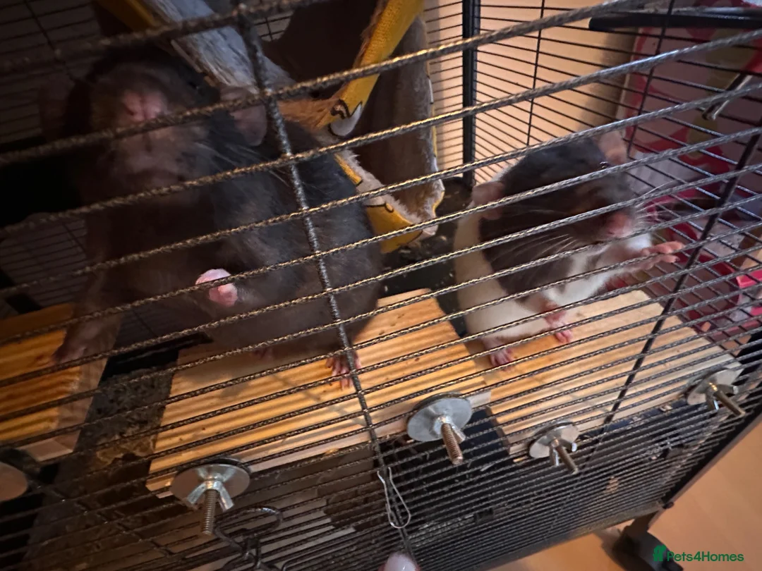 Rat rodents for sale: 2 Fancy boy brother rats for sale  - Advert 2