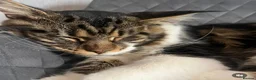 Maine Coon cats for sale:  Maine Coon Kittens  - Advert 5