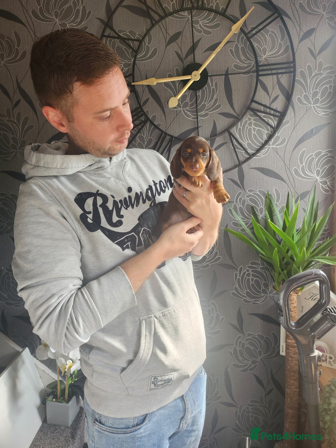 Miniature Dachshund dogs for sale: Mini choc and tan dachshund puppies in Congleton - Image 1
