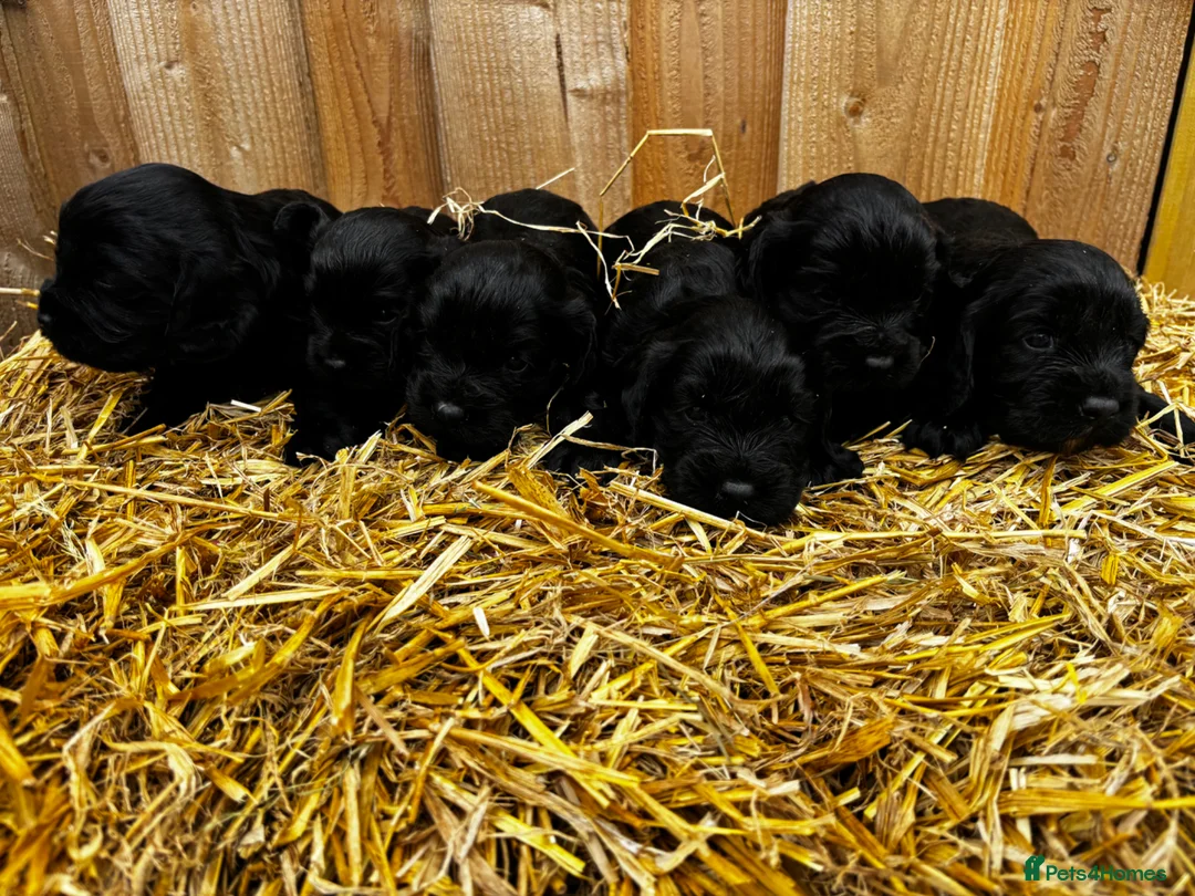 Cockalier dogs for sale: Cockalier puppies  - Advert 2