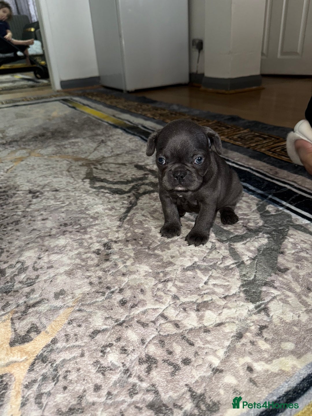 French Bulldog dogs for sale: 4 Little puppy original french bulldog 3 girls1 bo - Image 3