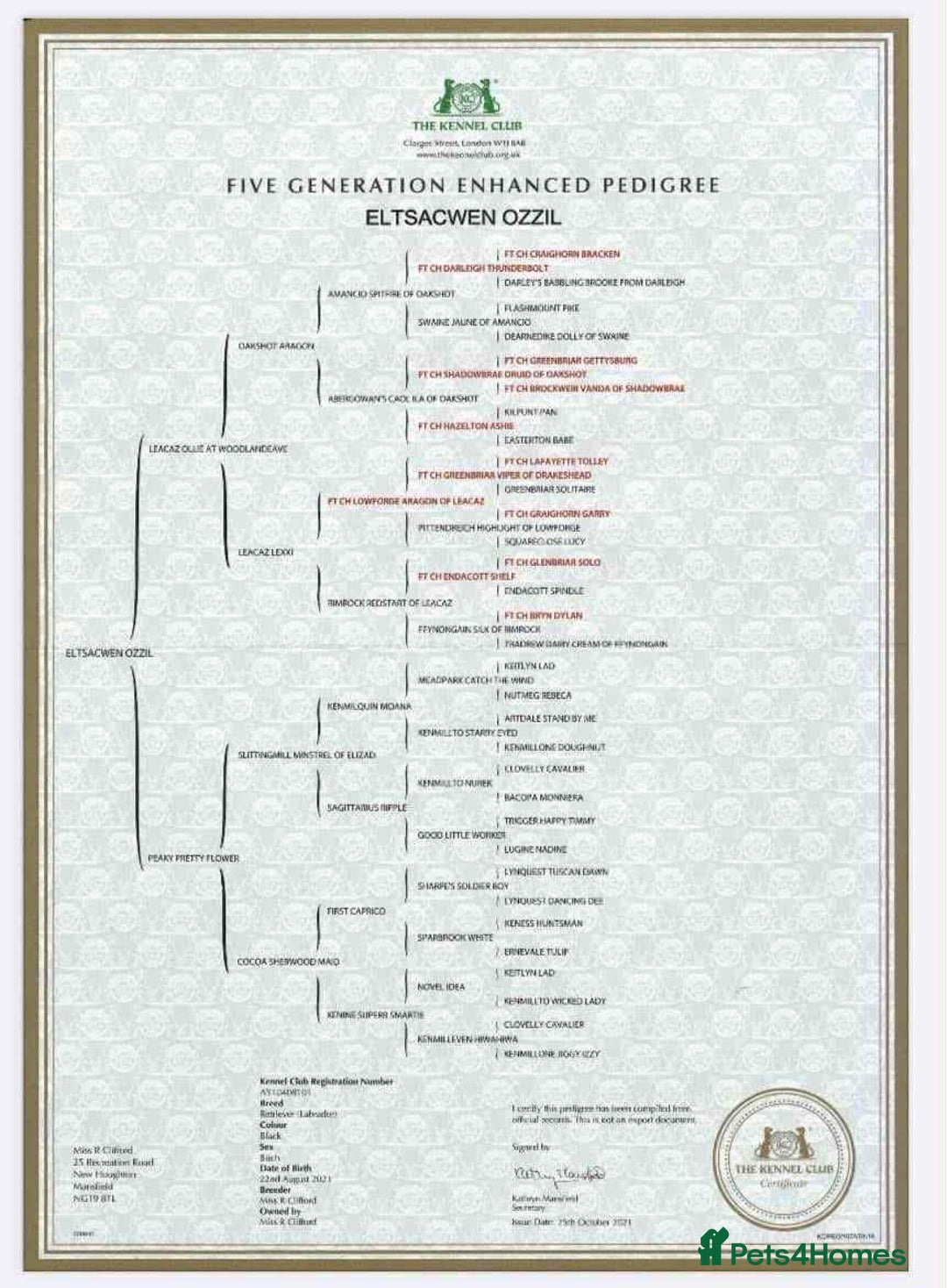 Labrador Retriever dogs for stud: Handsome black labrador for stud - Advert 9