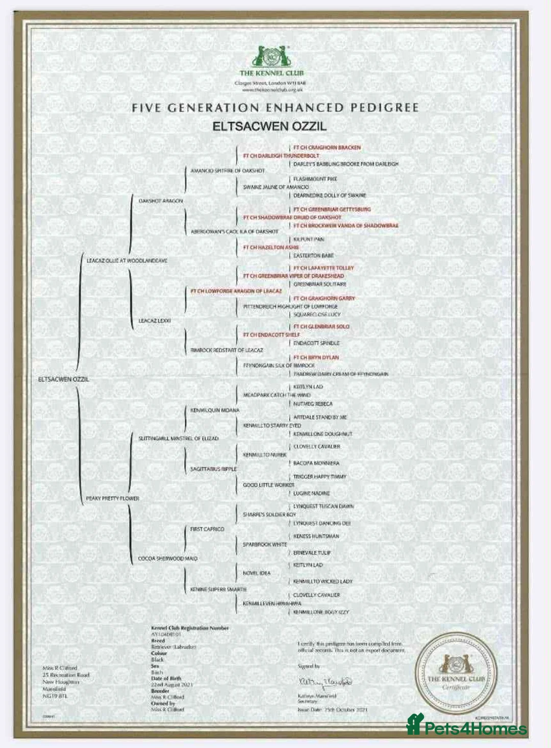 Labrador Retriever dogs for stud: Handsome black labrador for stud - Advert 9