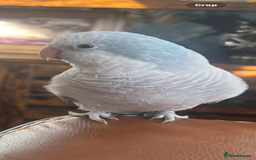Parrots birds for sale: Beautiful Quaker parrot  - Image 1