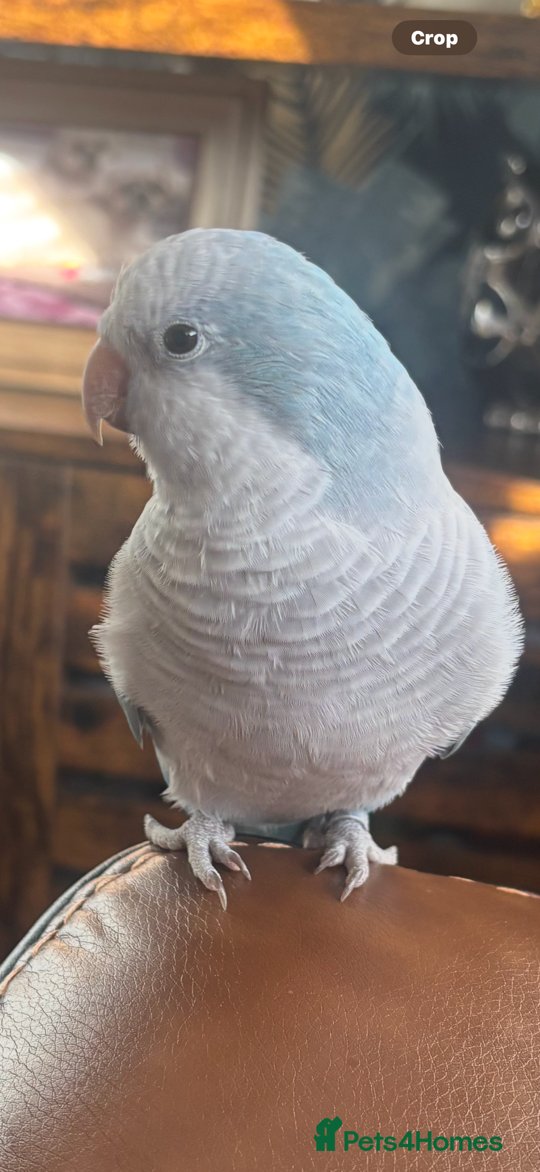 Parrots birds for sale: Beautiful Quaker parrot  - Image 1
