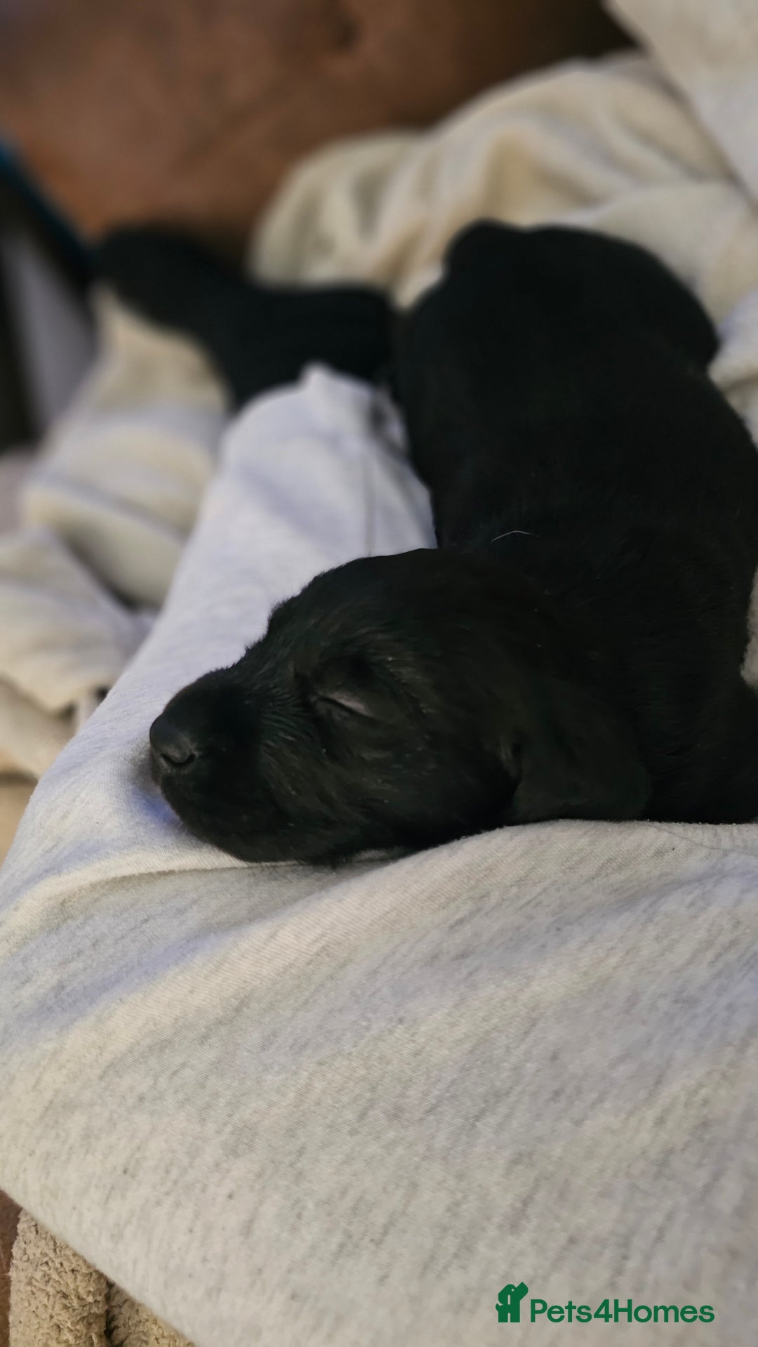 Labrador Retriever dogs for sale: KC Labrador Puppies – Ready 23rd August 🐾 - Image 5