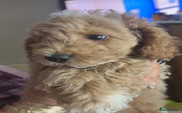 Toy Poodle dogs for sale: Toy poodles for sale READY TO LEAVE NOW  - Image 3