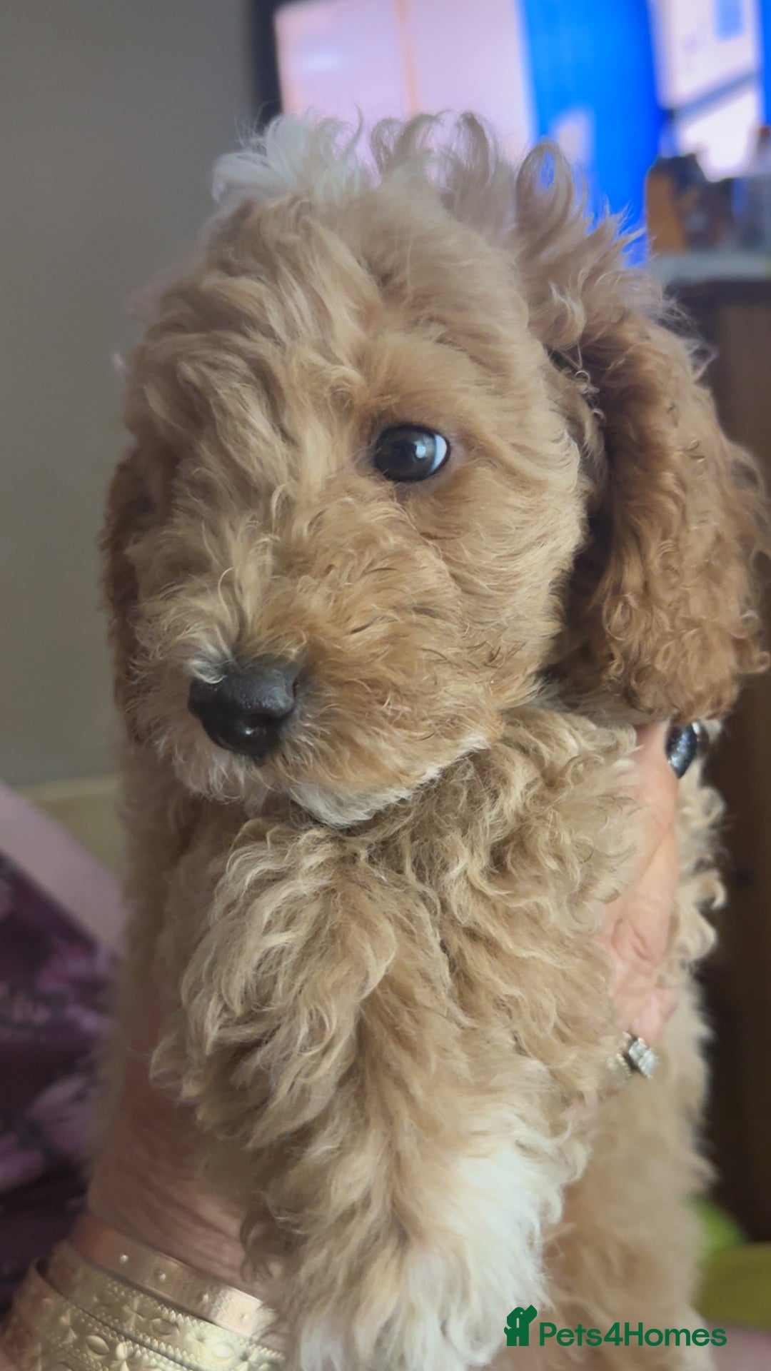 Toy Poodle dogs for sale: Toy poodles for sale READY TO LEAVE NOW  - Image 3