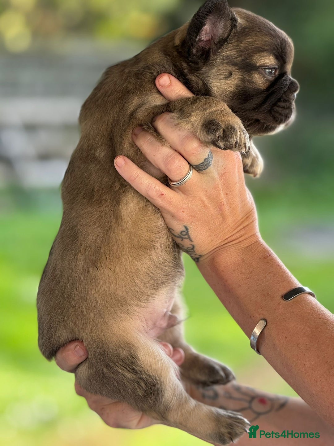 French Bulldog dogs for sale: Fluffy frenchie pups  - Image 21