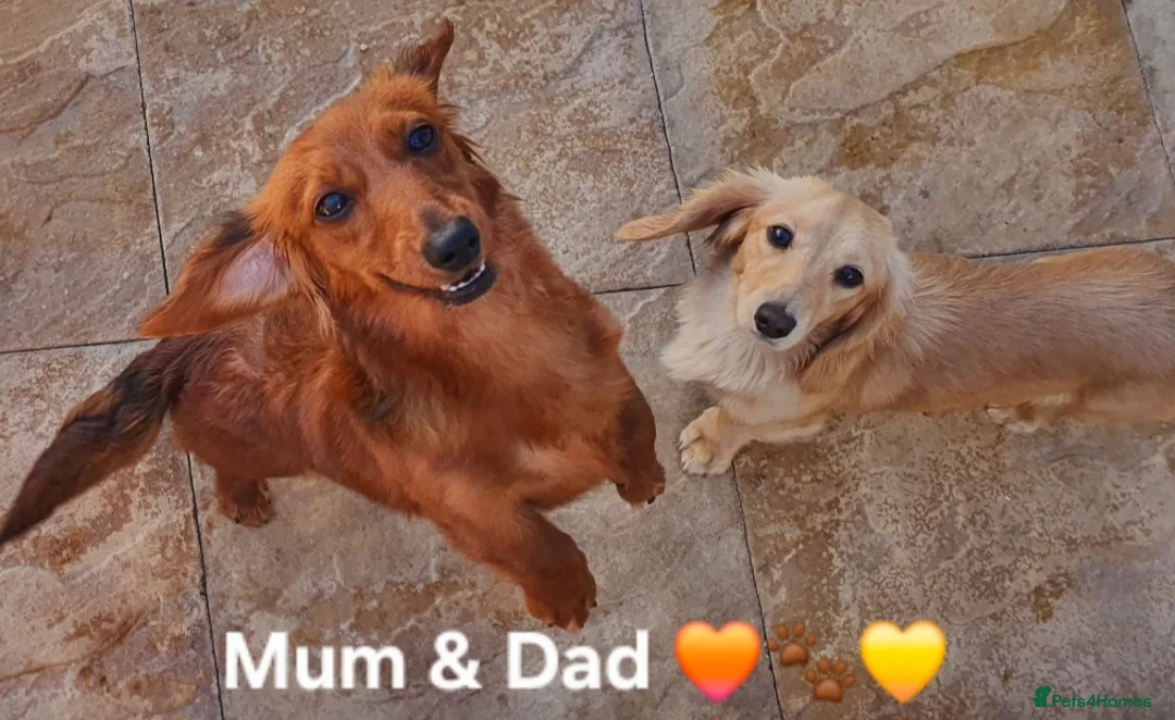 Miniature Dachshund dogs for sale: LongHaired Choc&Cream/RedShaded/Black&Red Mini's🐾 - Advert 2