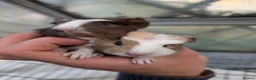 Guinea Pig rodents for sale: Baby boy guinea pigs pair  - Advert 2
