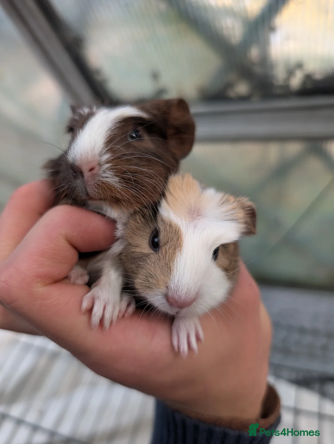 Guinea Pig rodents for sale: Baby boy guinea pigs pair  - Advert 2