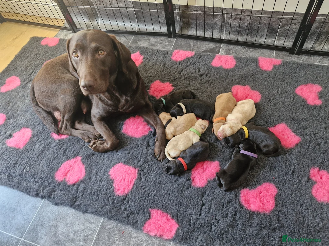 Labrador Retriever dogs for sale: KC Registered Labrador Puppies - Advert 1