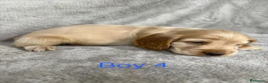 Cocker Spaniel 4