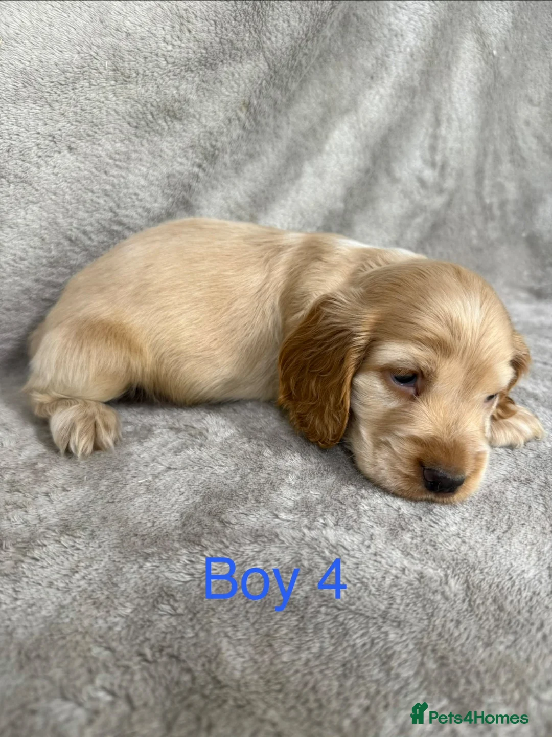 Cocker Spaniel dogs for sale: Show-type cocker spaniels - Advert 22