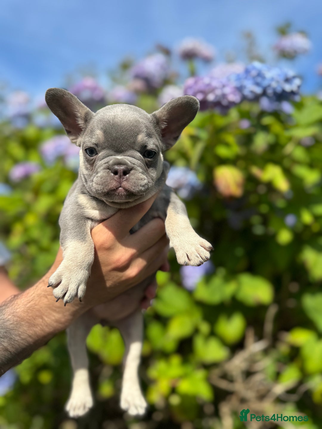 French Bulldog dogs for sale: Quality lilac Merle French bulldogs  - Image 4