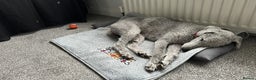 Mixed Breed dogs for sale: Beautiful Bedlington/Greyhound Cross  - Advert 6