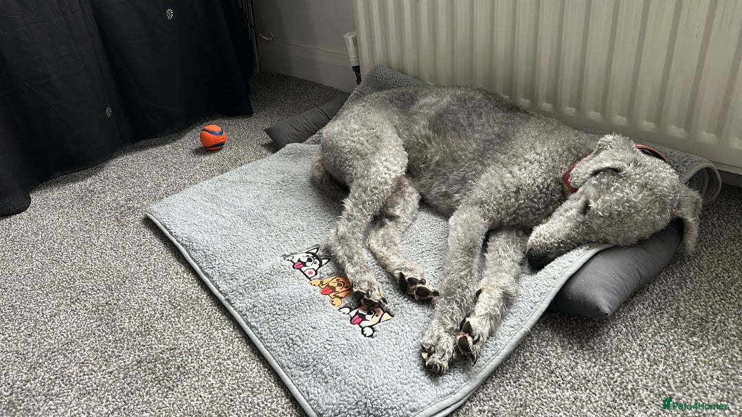 Mixed Breed dogs for sale: Beautiful Bedlington/Greyhound Cross  - Advert 6