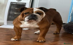 English Bulldog dogs for sale: 2 Healthy Bitch Puppys Available To The Best Homes - Image 8
