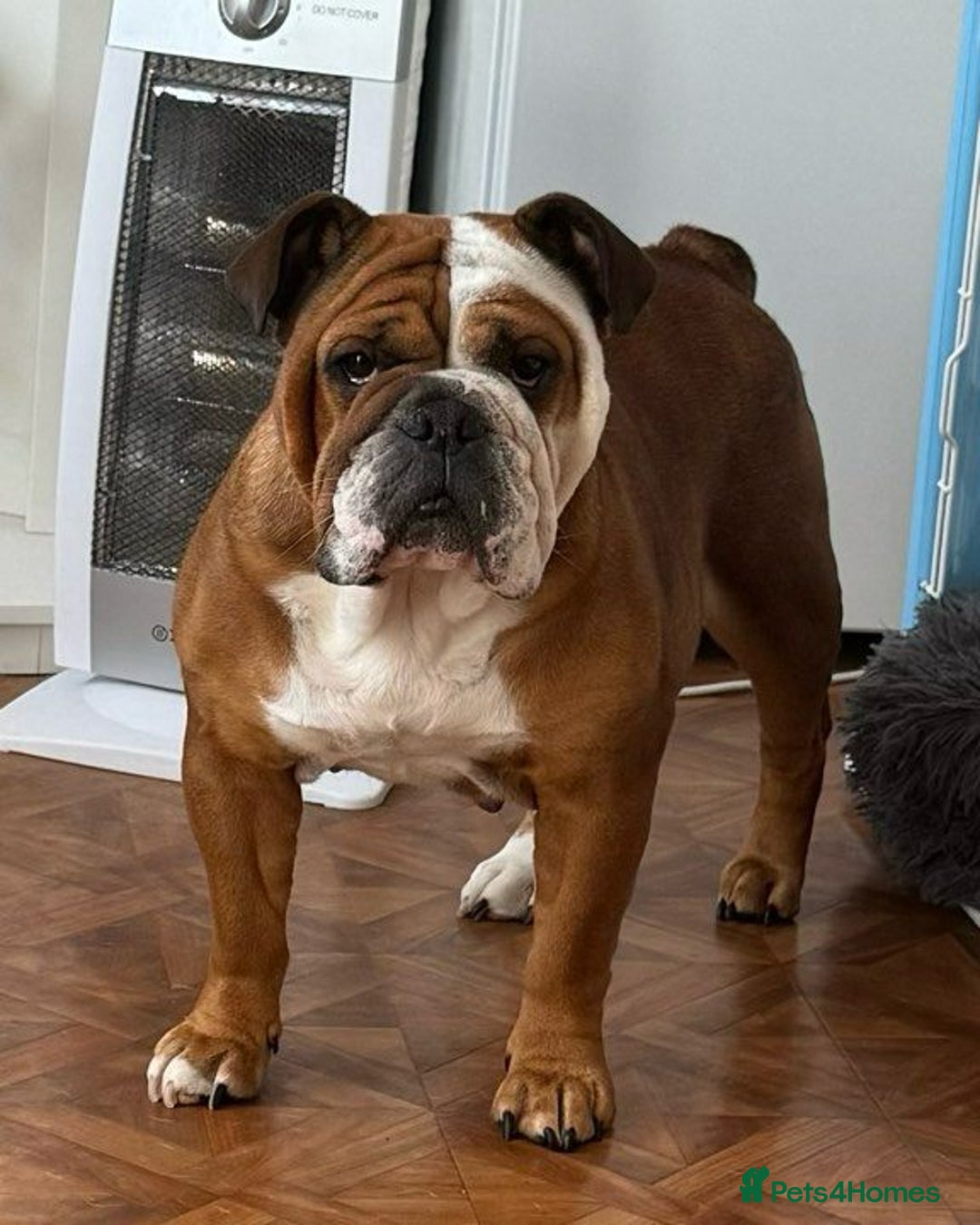 English Bulldog dogs for sale: 2 Healthy Bitch Puppys Available To The Best Homes - Image 8