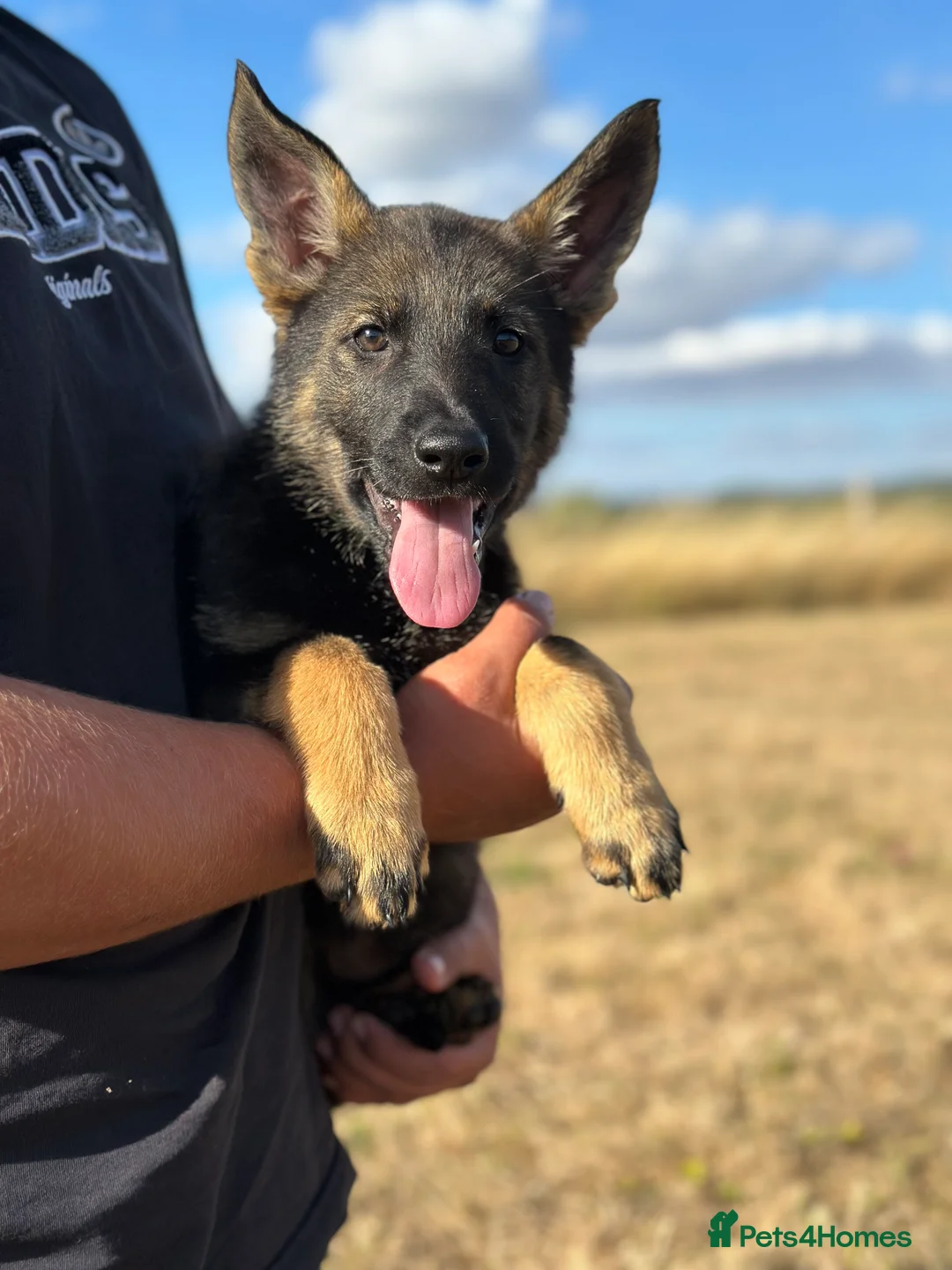 German Shepherd dogs for sale: Quality, Purebred, Large, Family Raised GSD Pups - Advert 2