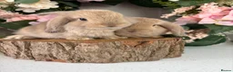 Mini Lop rabbits for sale: New born mini lop rabbits - Advert 1