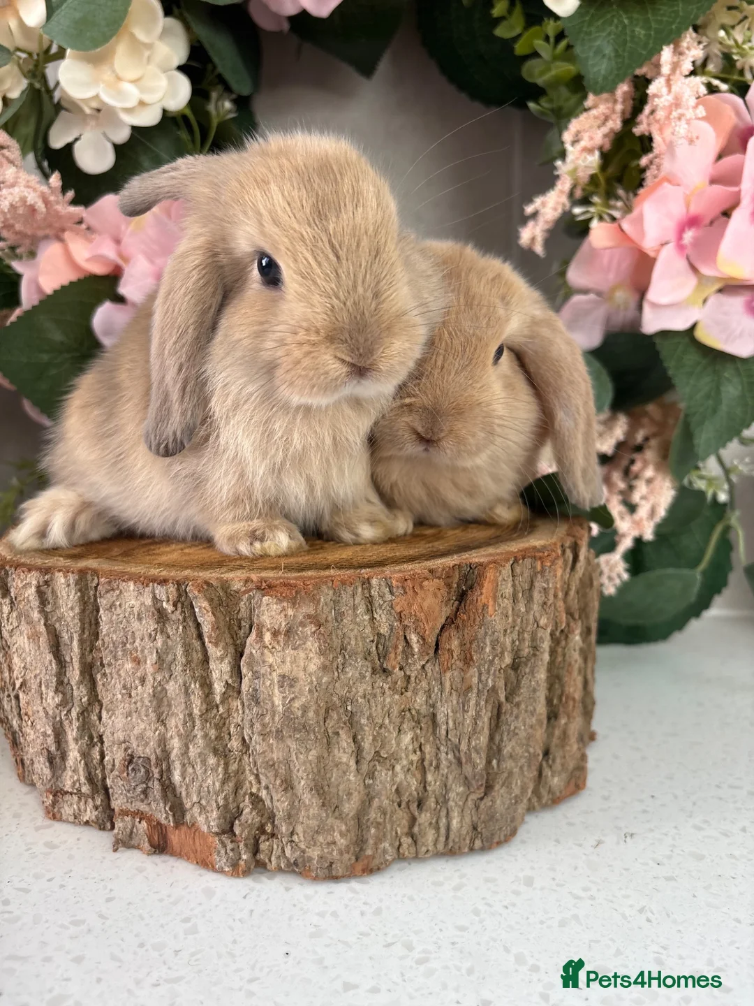 Mini Lop rabbits for sale: New born mini lop rabbits - Advert 1