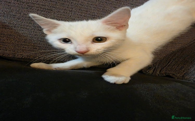 Mixed Breed cats - Advert 10