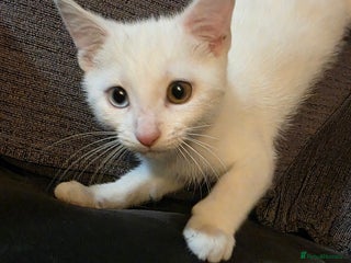 Mixed Breed cats - Advert 35