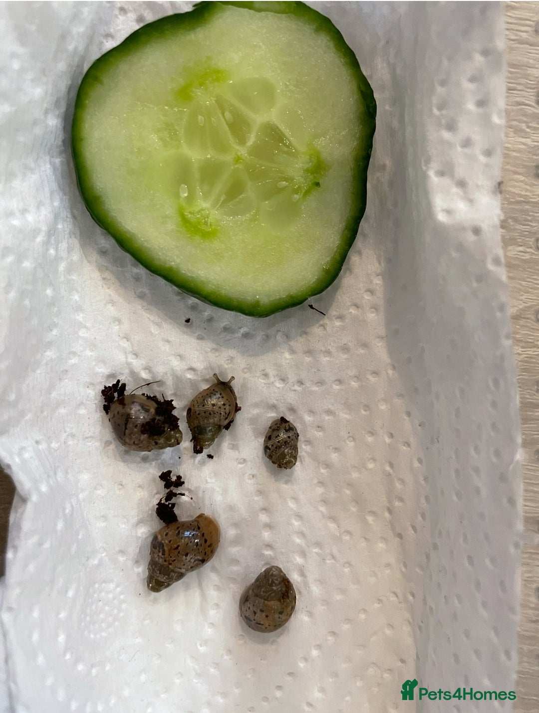 Snails invertebrates for sale: Giant African land snail hatchlings  - Image 3