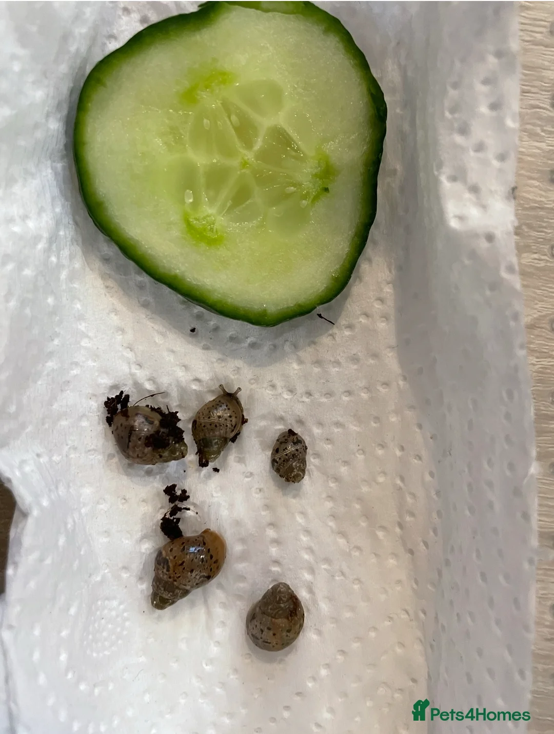 Snails invertebrates for sale: Giant African land snail hatchlings  - Advert 3