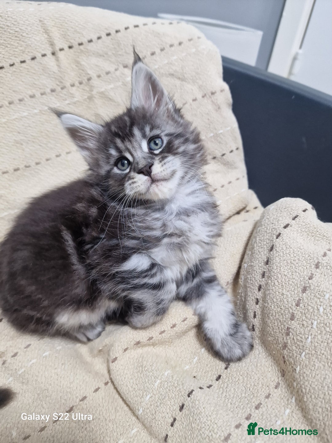 Maine Coon cats for sale: Pure Makne coon - Advert 17