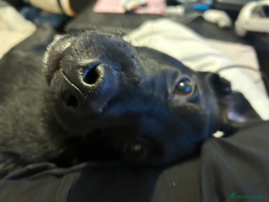 Labrador Retriever dogs for sale: Otis  - Advert 7