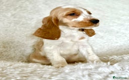 Cocker Spaniel dogs for sale: Golden Roan Full Health Tests Showline KC Reg Pups - Image 31