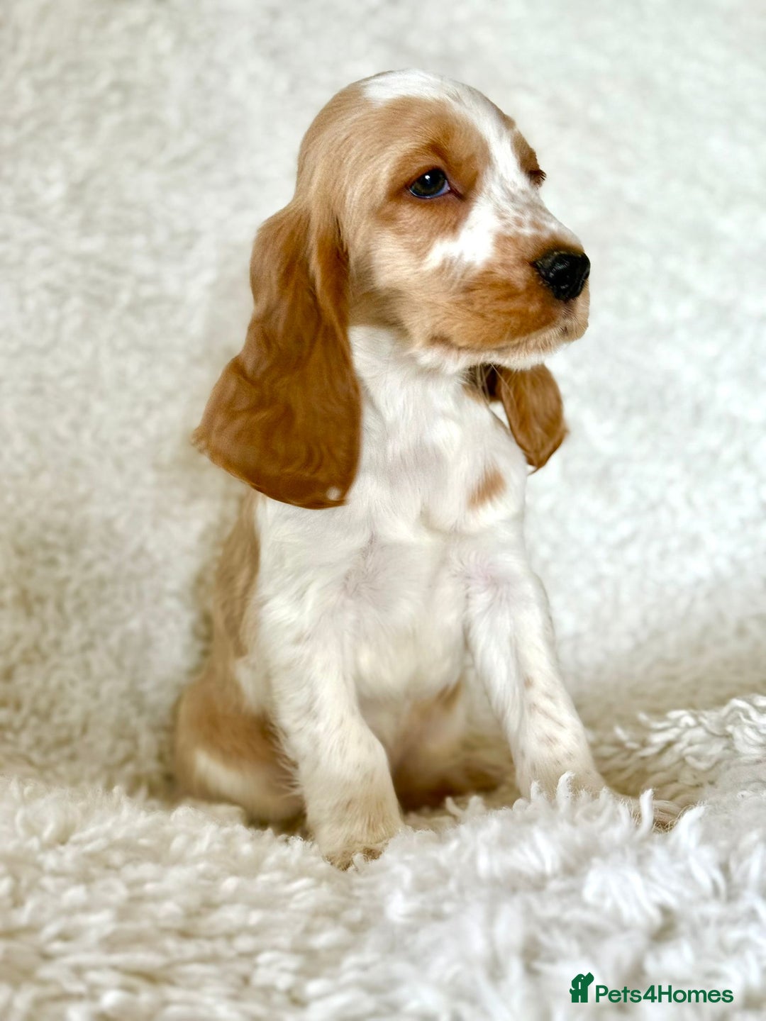 Cocker Spaniel dogs for sale: Golden Roan Full Health Tests Showline KC Reg Pups - Image 31