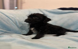 Jackapoo dogs for sale: Beautiful jackapoo’s  - Image 7