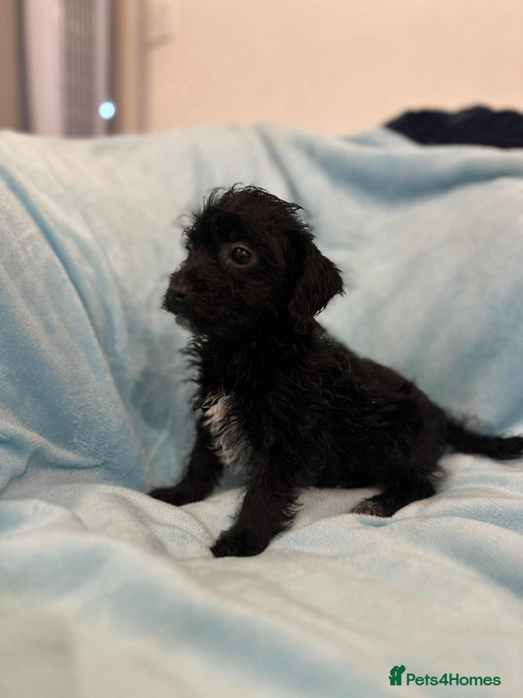 Jackapoo dogs for sale: Beautiful jackapoo’s  - Image 7