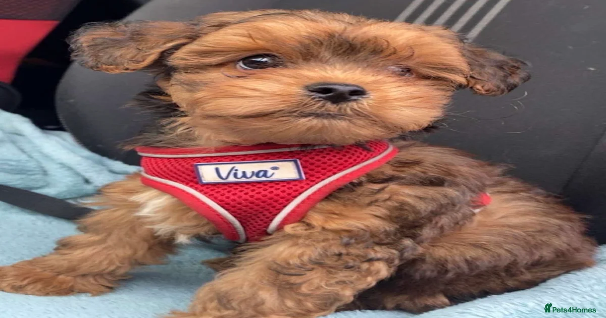 Lhasapoo Puppies for sale in York, North Yorkshire | Pets4Homes