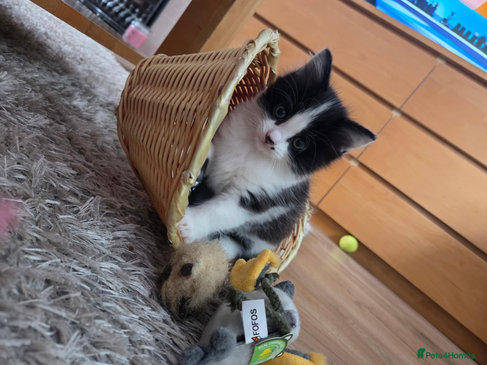 Mixed Breed cats Male kitten - Advert 3