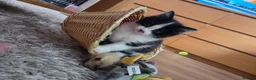 Mixed Breed cats for sale: Male kitten - Advert 1