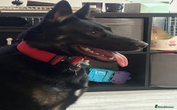 German Shepherd dogs for sale: 1 year old German Shepard dog  - Image 3