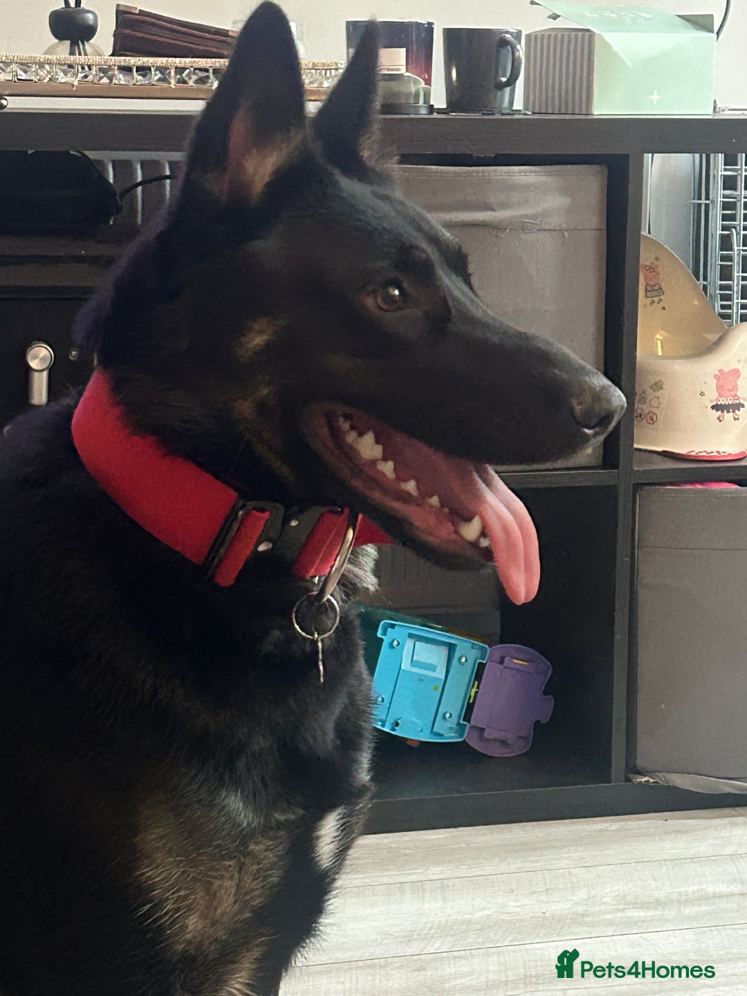 German Shepherd dogs for sale: 1 year old German Shepard dog  - Image 3