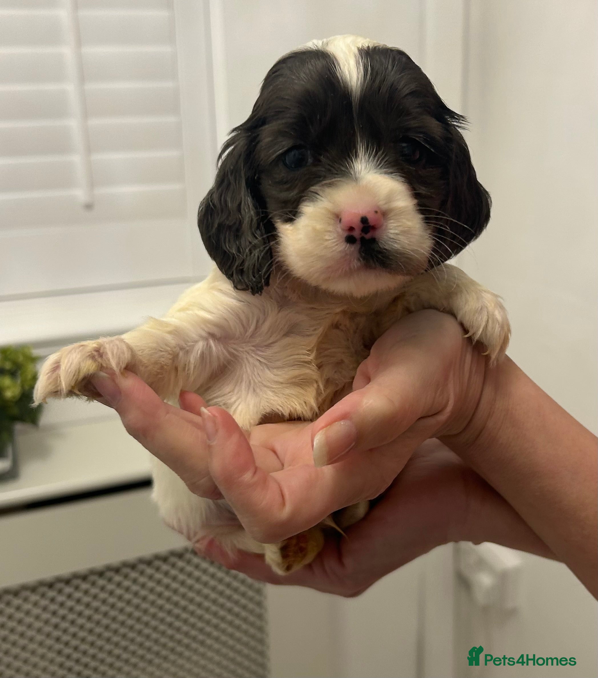 Cocker Spaniel dogs Beautiful cocker spaniel puppies  - Advert 4