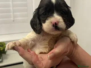 Cocker Spaniel dogs Beautiful cocker spaniel puppies - Advert 4